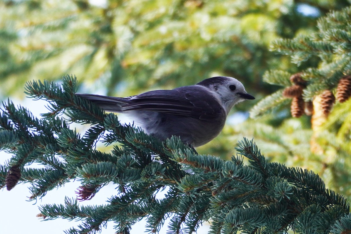 Canada Jay - ML546215261