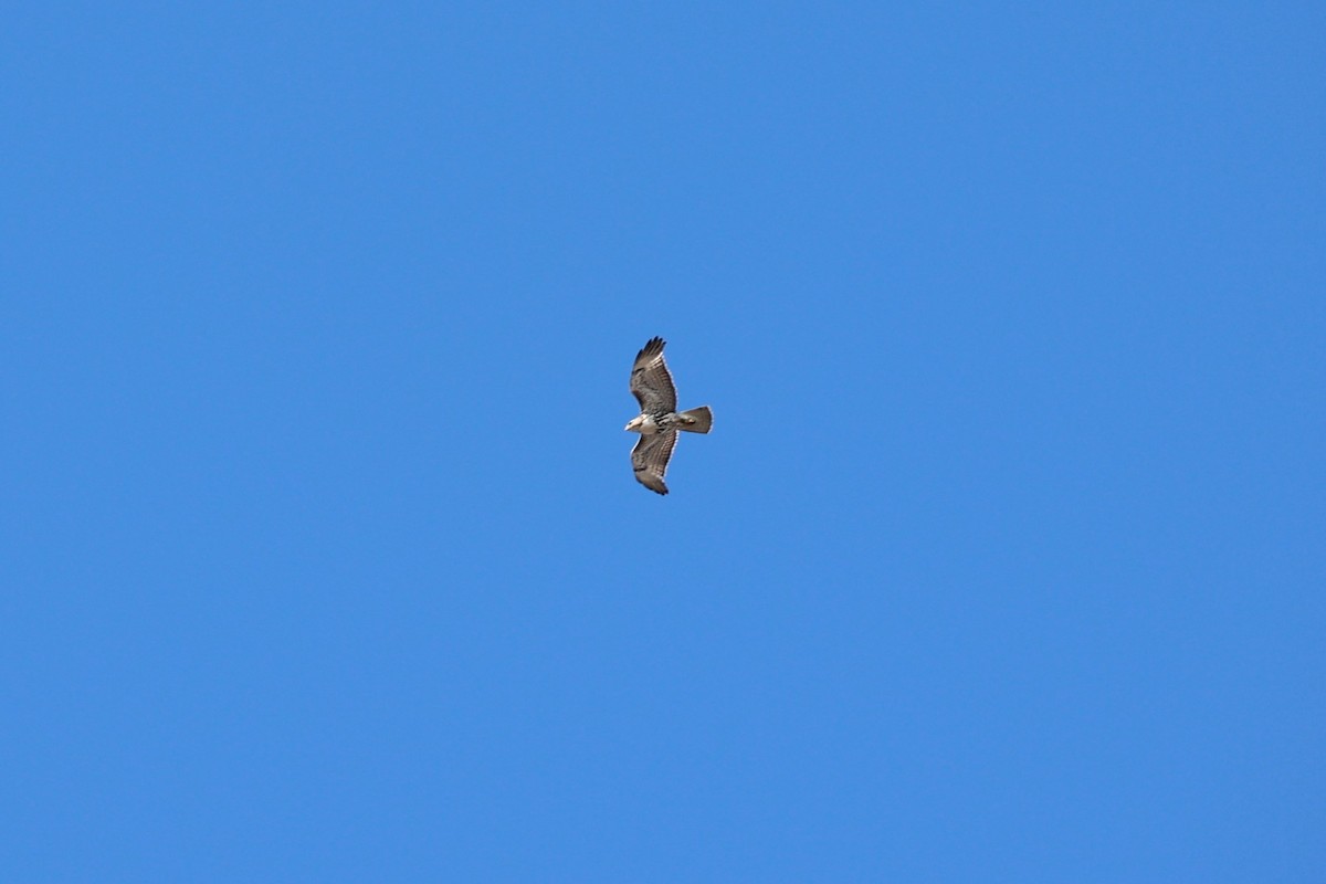 Red-tailed Hawk - ML546215921