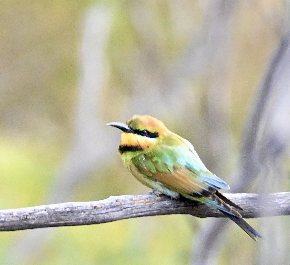 Rainbow Bee-eater - ML546216391