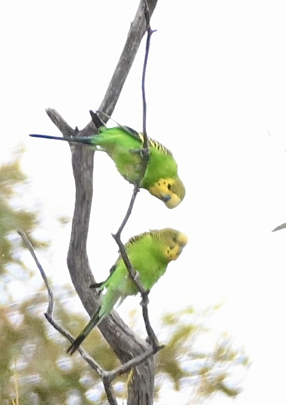 Budgerigar - ML546216731