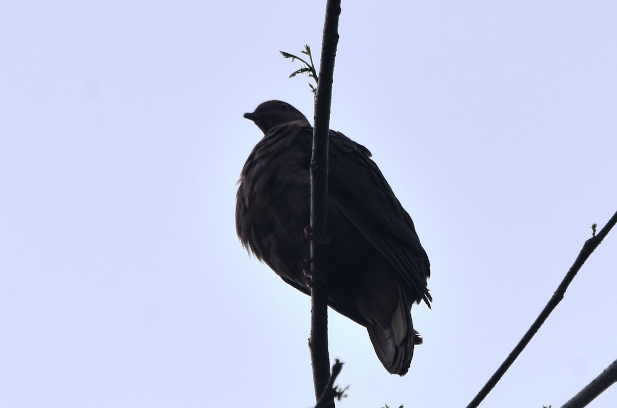 Pigeon à bec noir - ML546217281