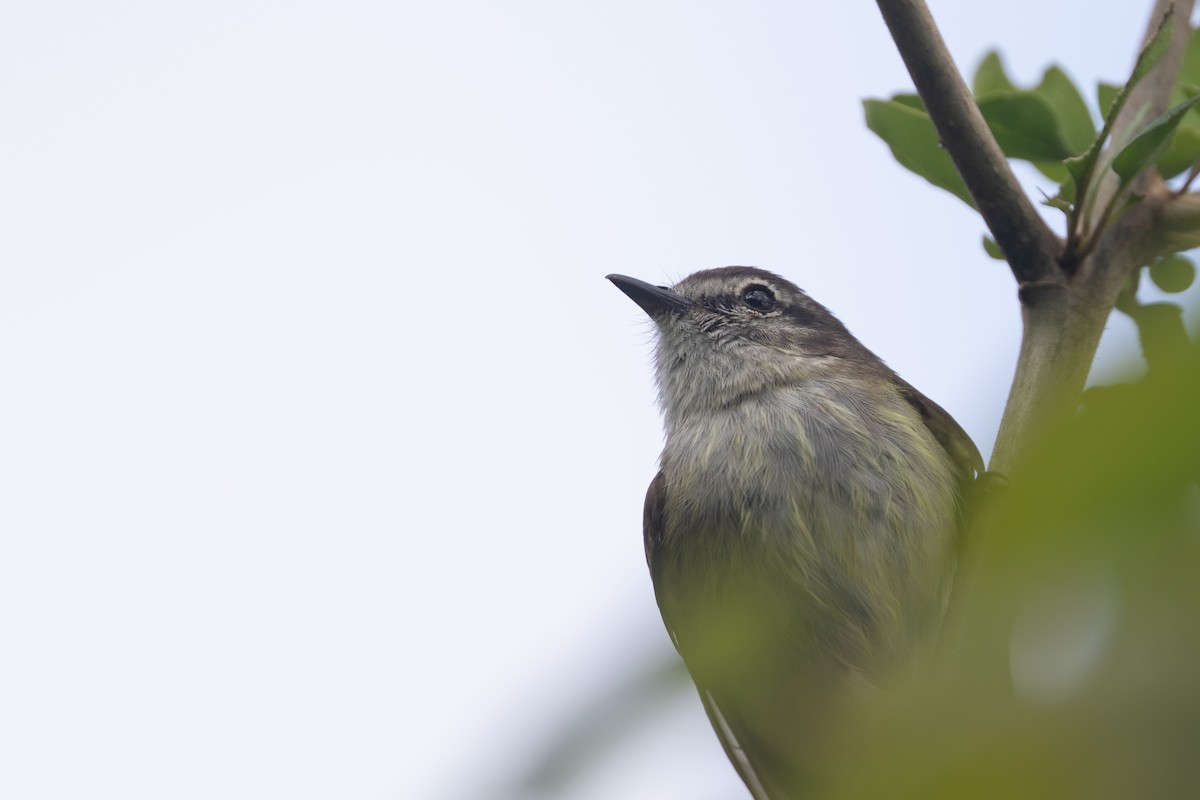 Jamaican Elaenia - Cory Gregory