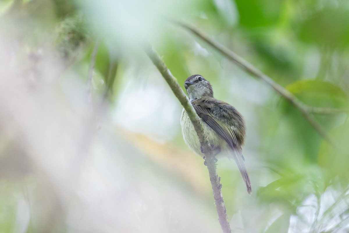 Jamaican Elaenia - Cory Gregory