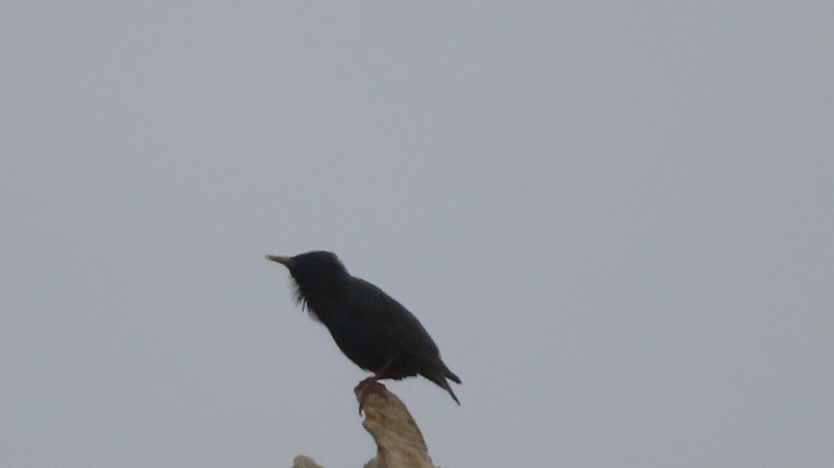 歐洲椋鳥 - ML546217661