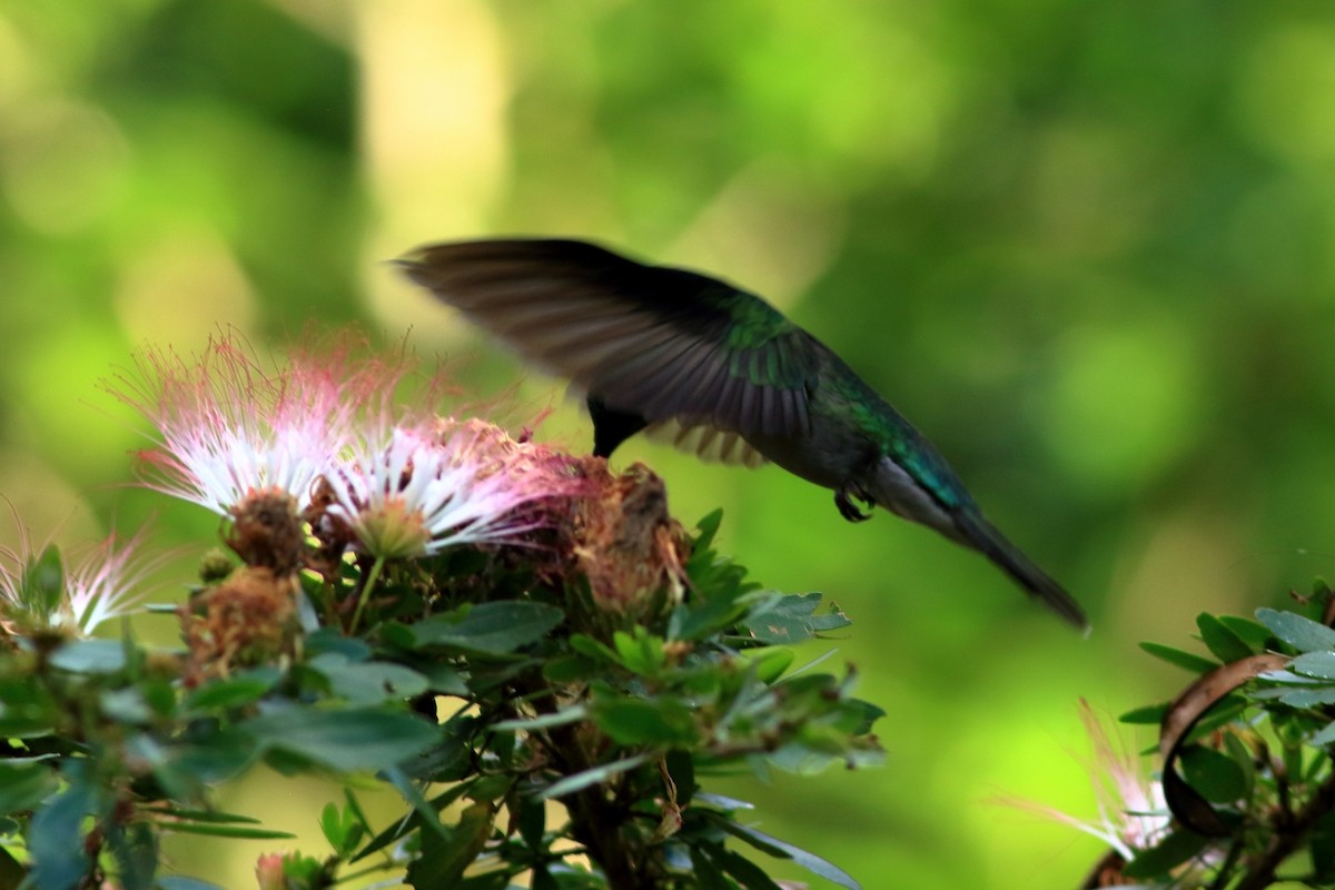 Gray-breasted Sabrewing - ML546217711