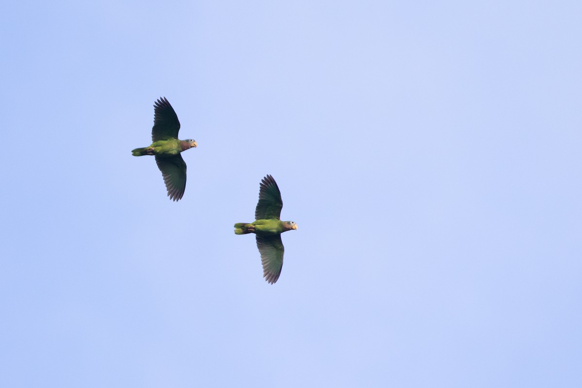 Yellow-billed Parrot - ML546217741