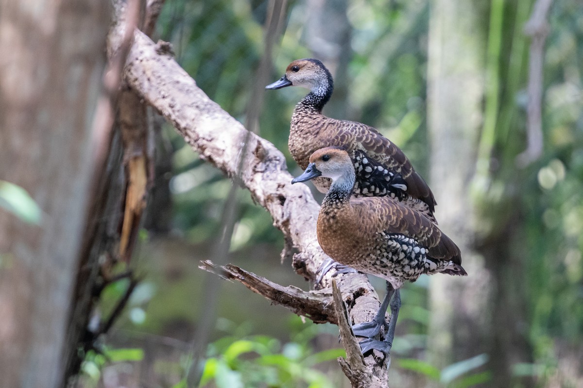 West Indian Whistling-Duck - Cory Gregory