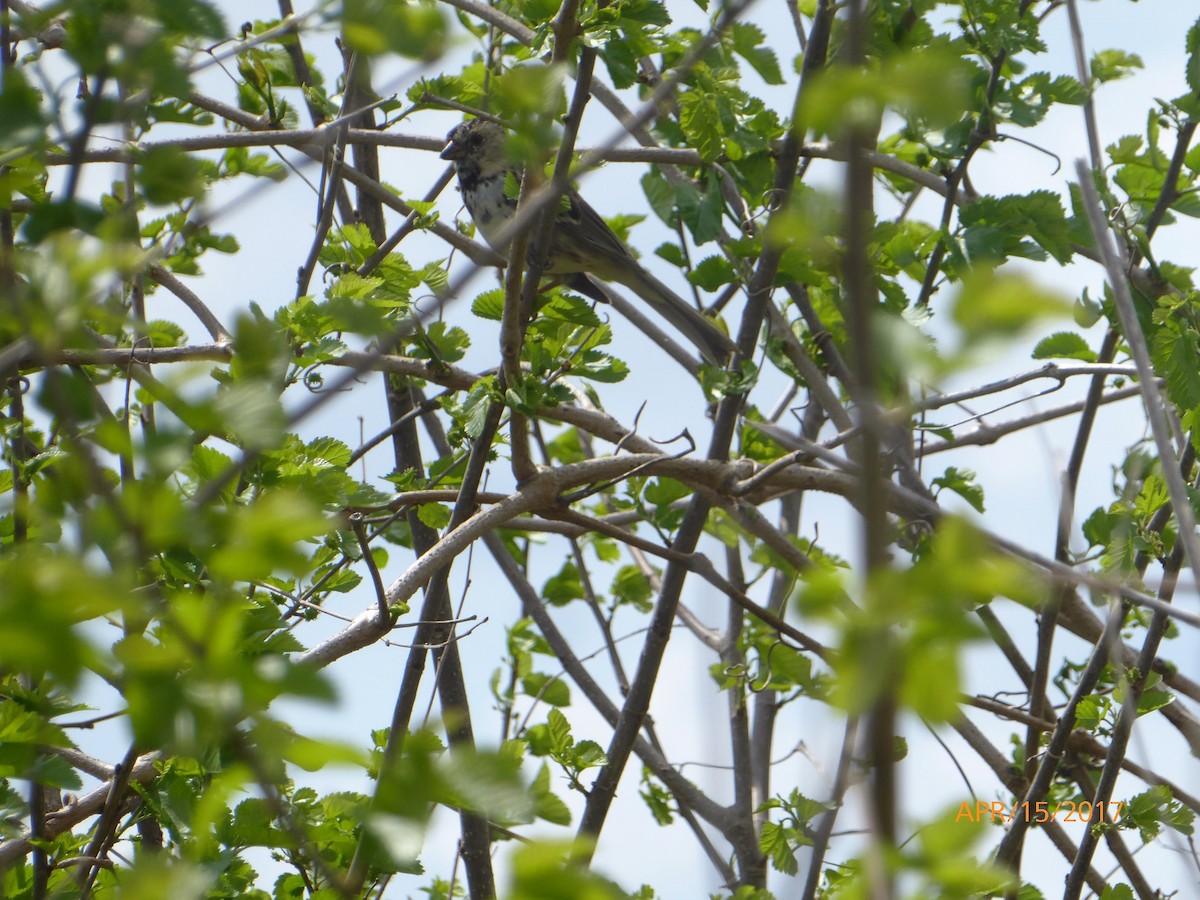 Harris's Sparrow - ML54621941