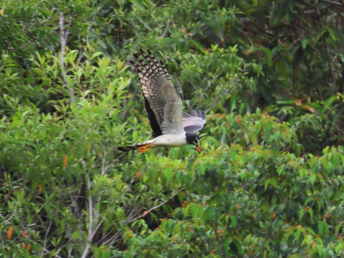 Long-winged Harrier - ML546220561