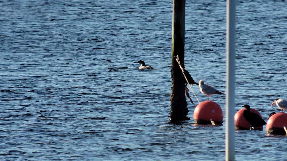 Plongeon huard - ML546221371