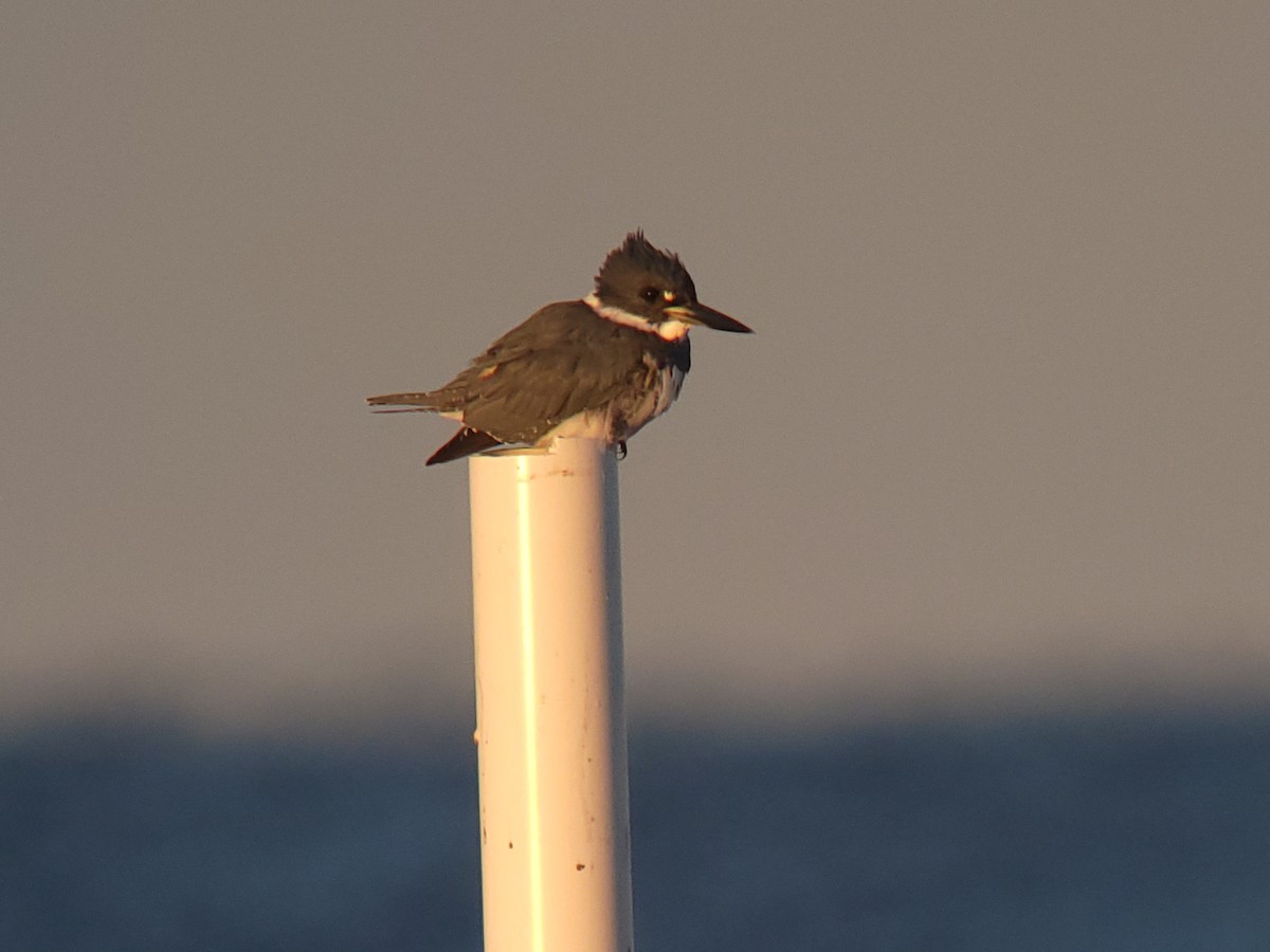 Belted Kingfisher - ML546221641