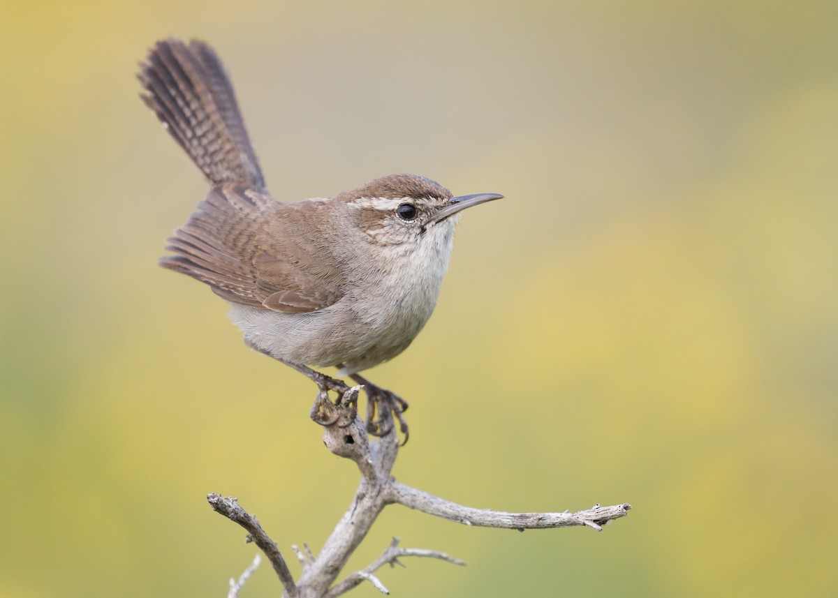 Bewick's Wren - ML54622171