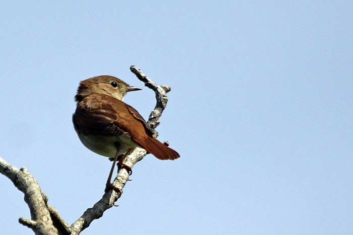 Common Nightingale - ML54622191