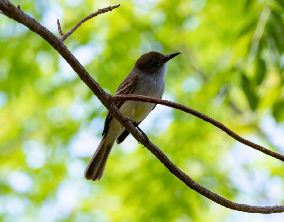 La Sagra's Flycatcher - ML546221951