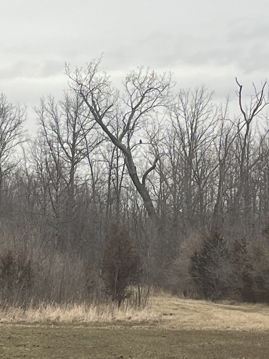 Great Horned Owl - ML546222371