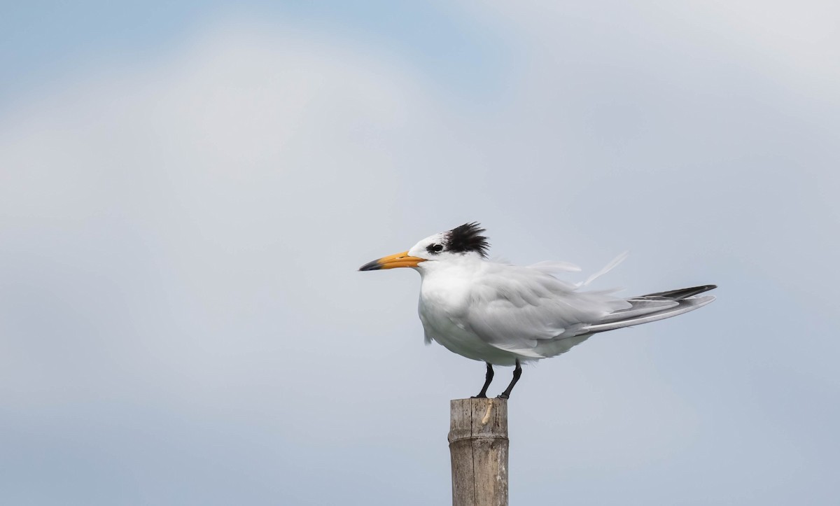 Chinese Crested Tern - Brad Murphy