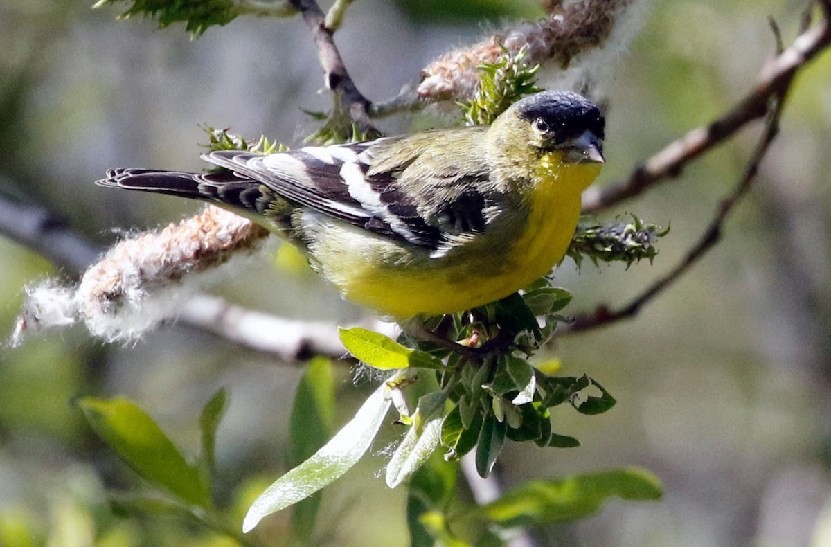 Lesser Goldfinch - Don Roberson