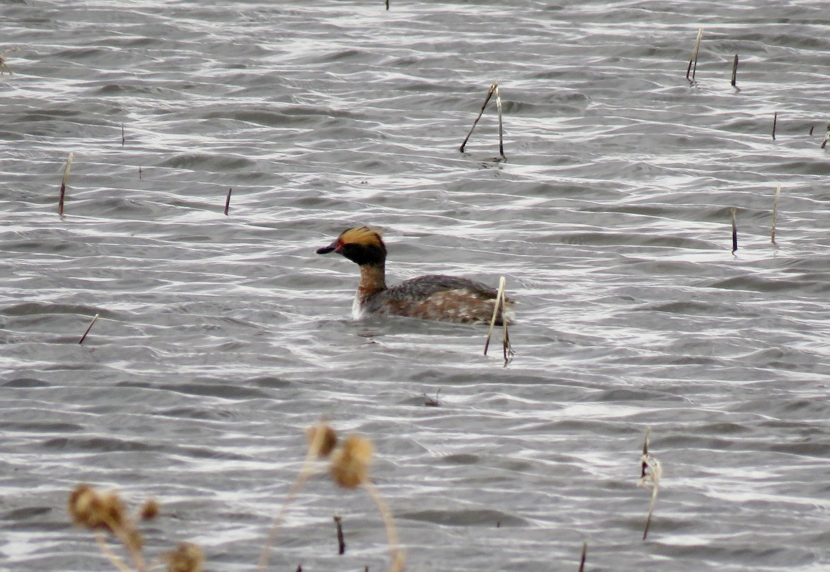 Horned Grebe - ML546224661