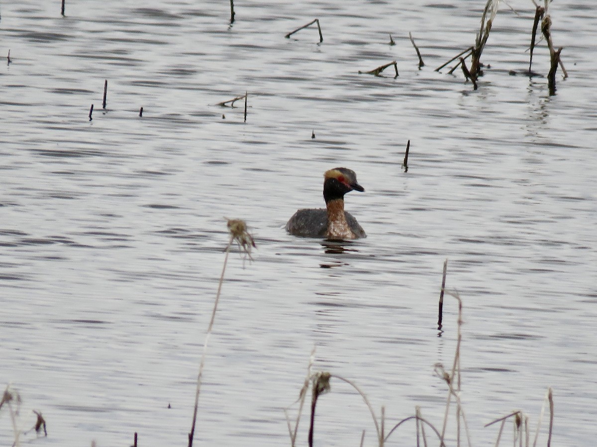 Horned Grebe - ML546224691