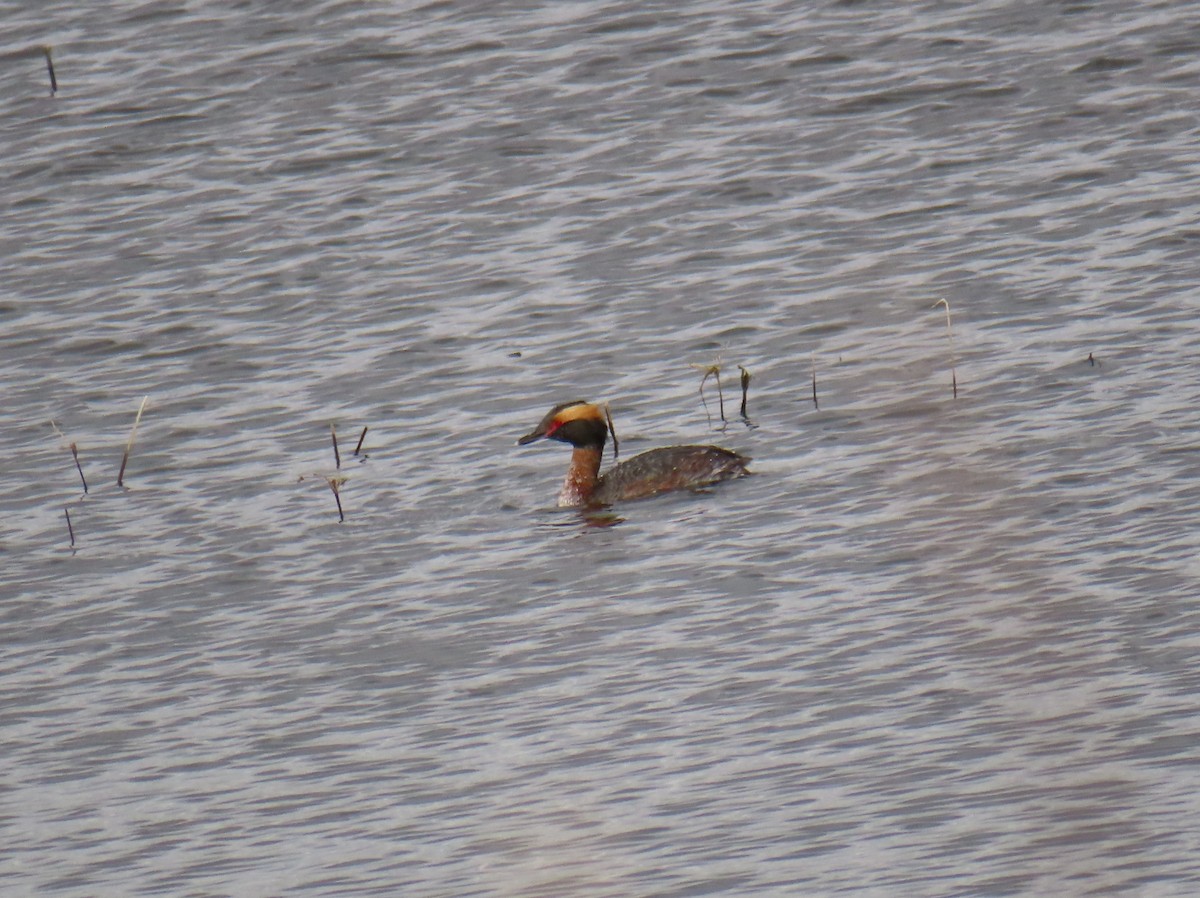 Horned Grebe - ML546224871