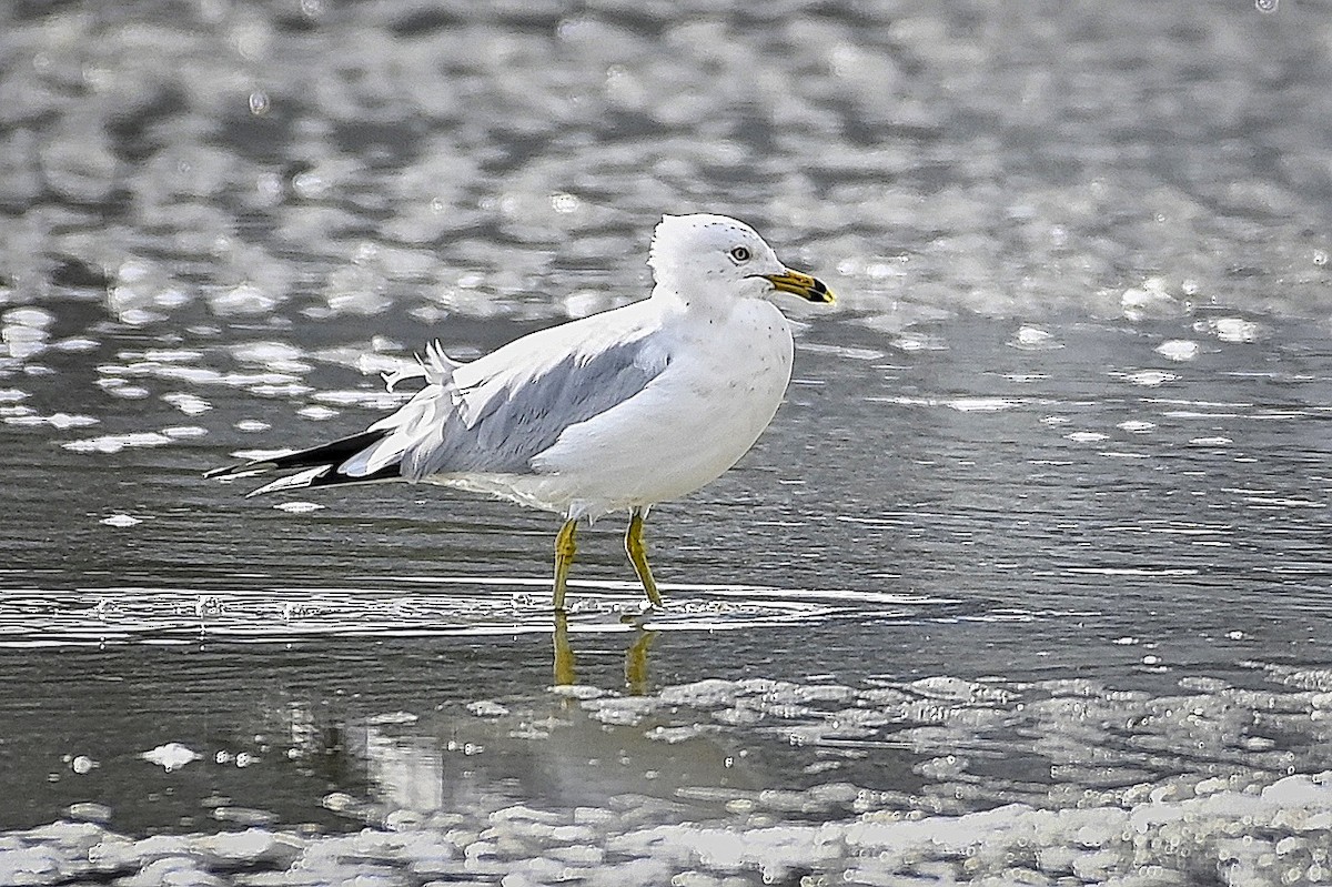 Ring-billed Gull - ML546225101