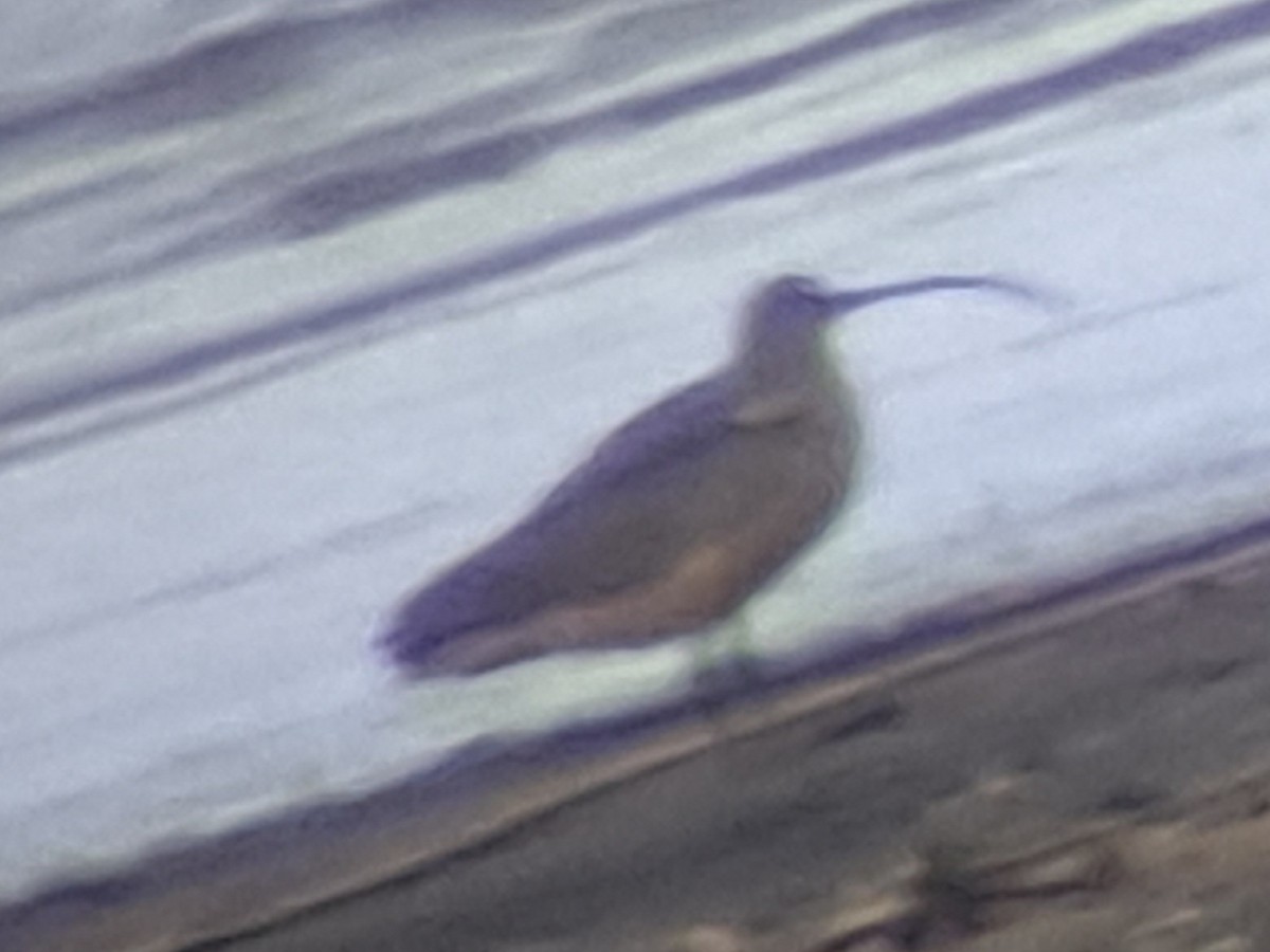 Long-billed Curlew - ML546226131