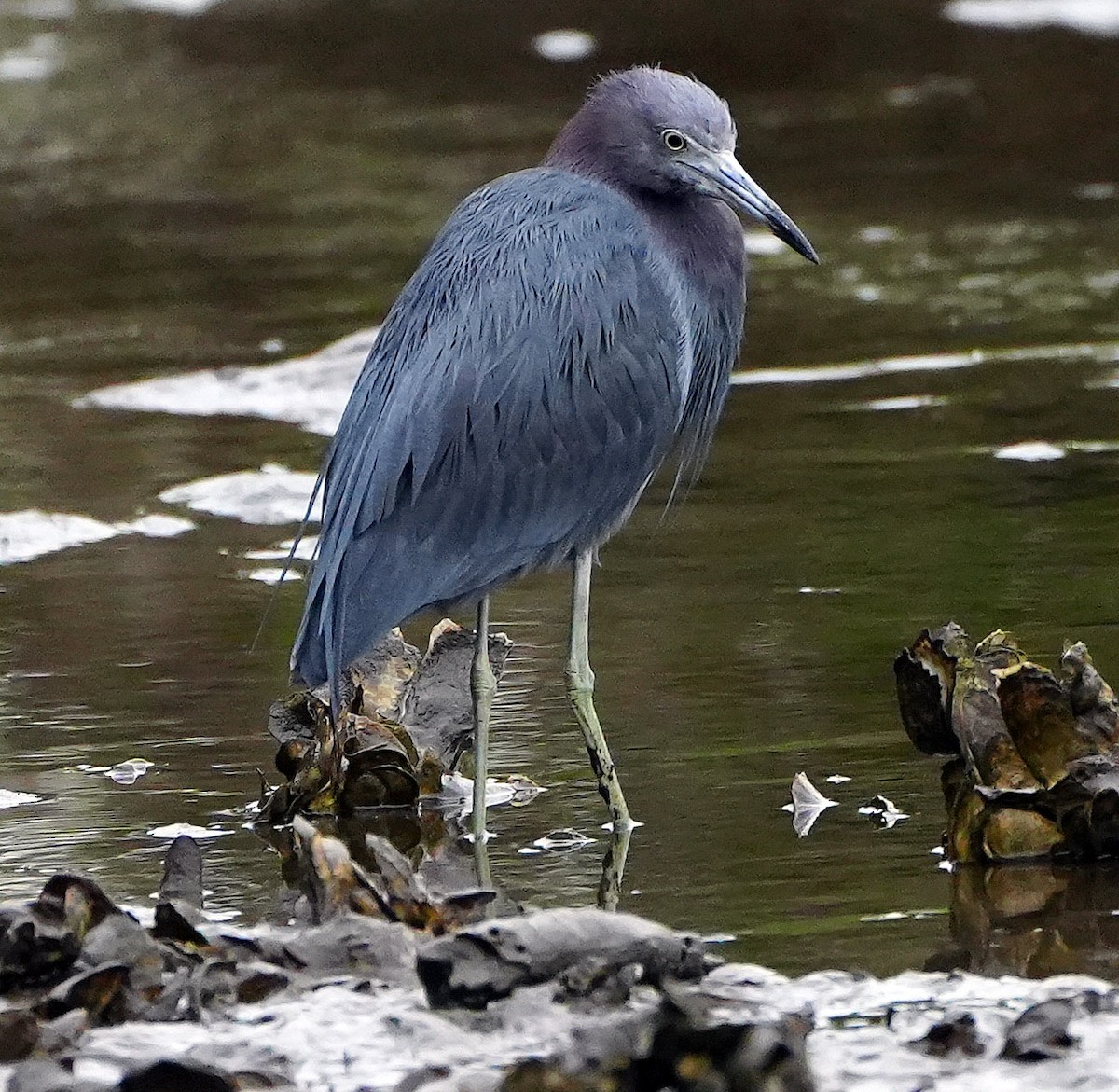 Little Blue Heron - ML546228671