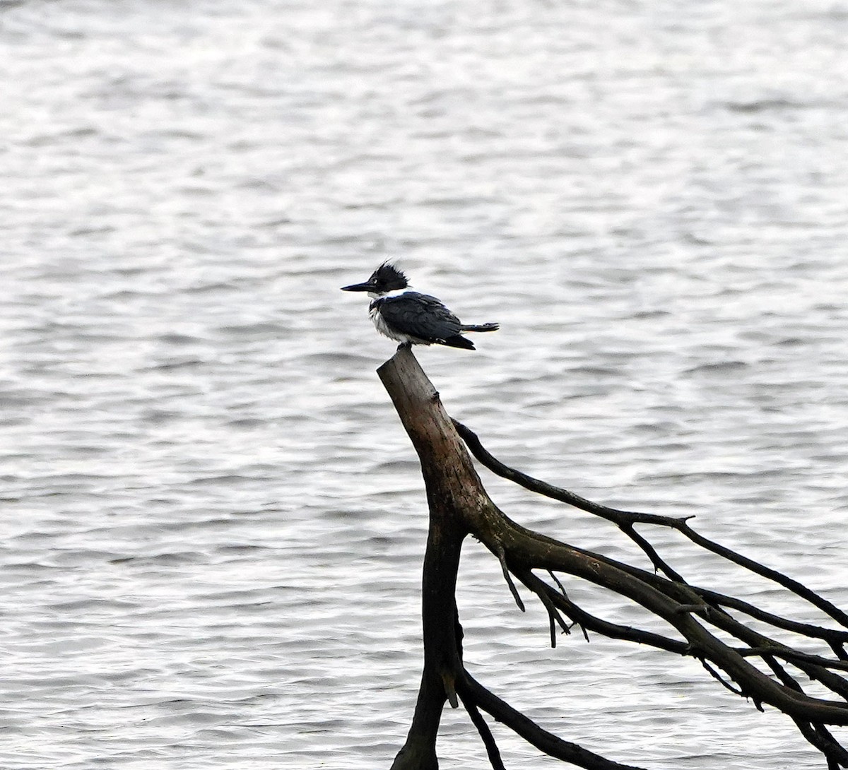 Belted Kingfisher - ML546228801