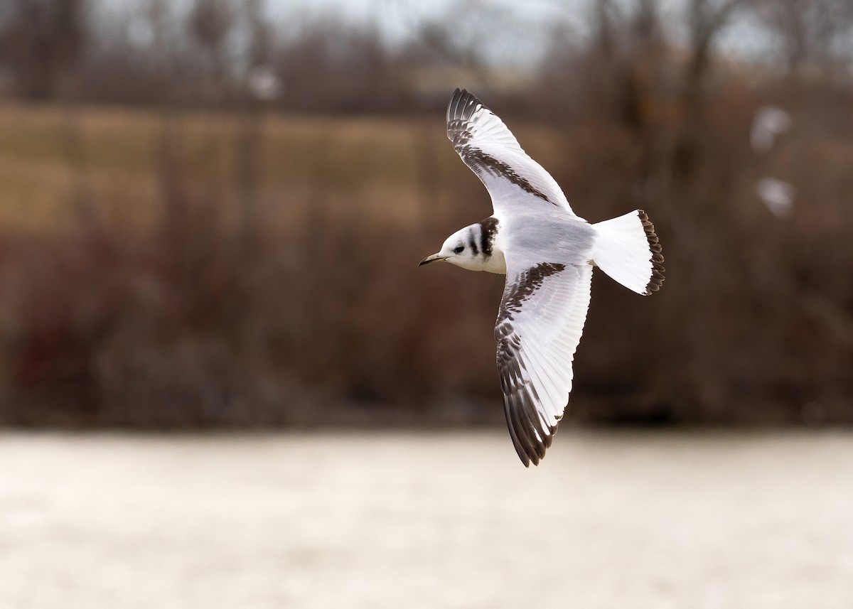 Black-legged Kittiwake - ML546229331