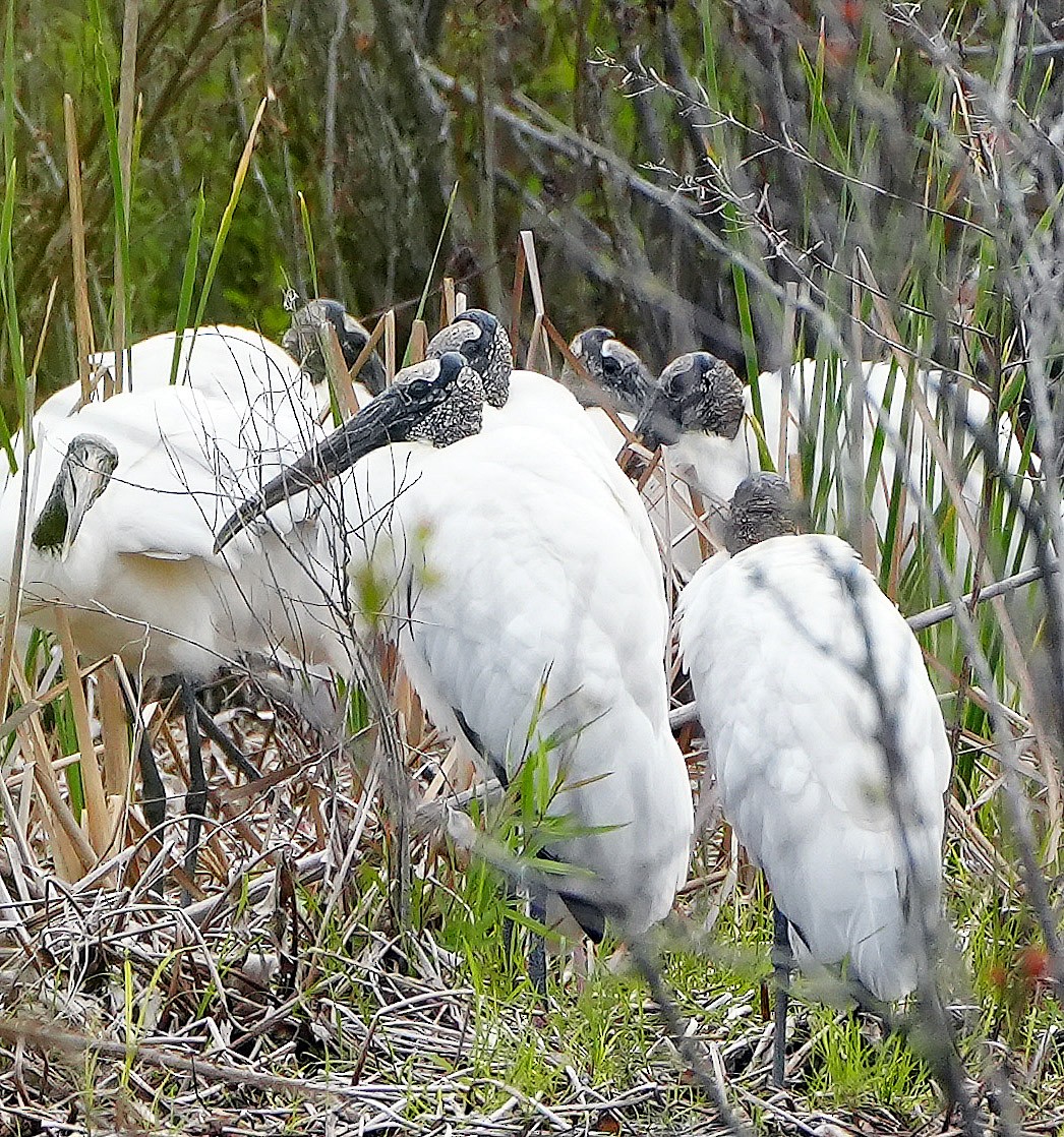 Wood Stork - ML546229441