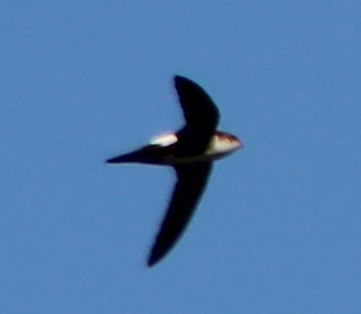 White-throated Swift - ML546229941
