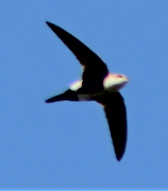 White-throated Swift - ML546229951