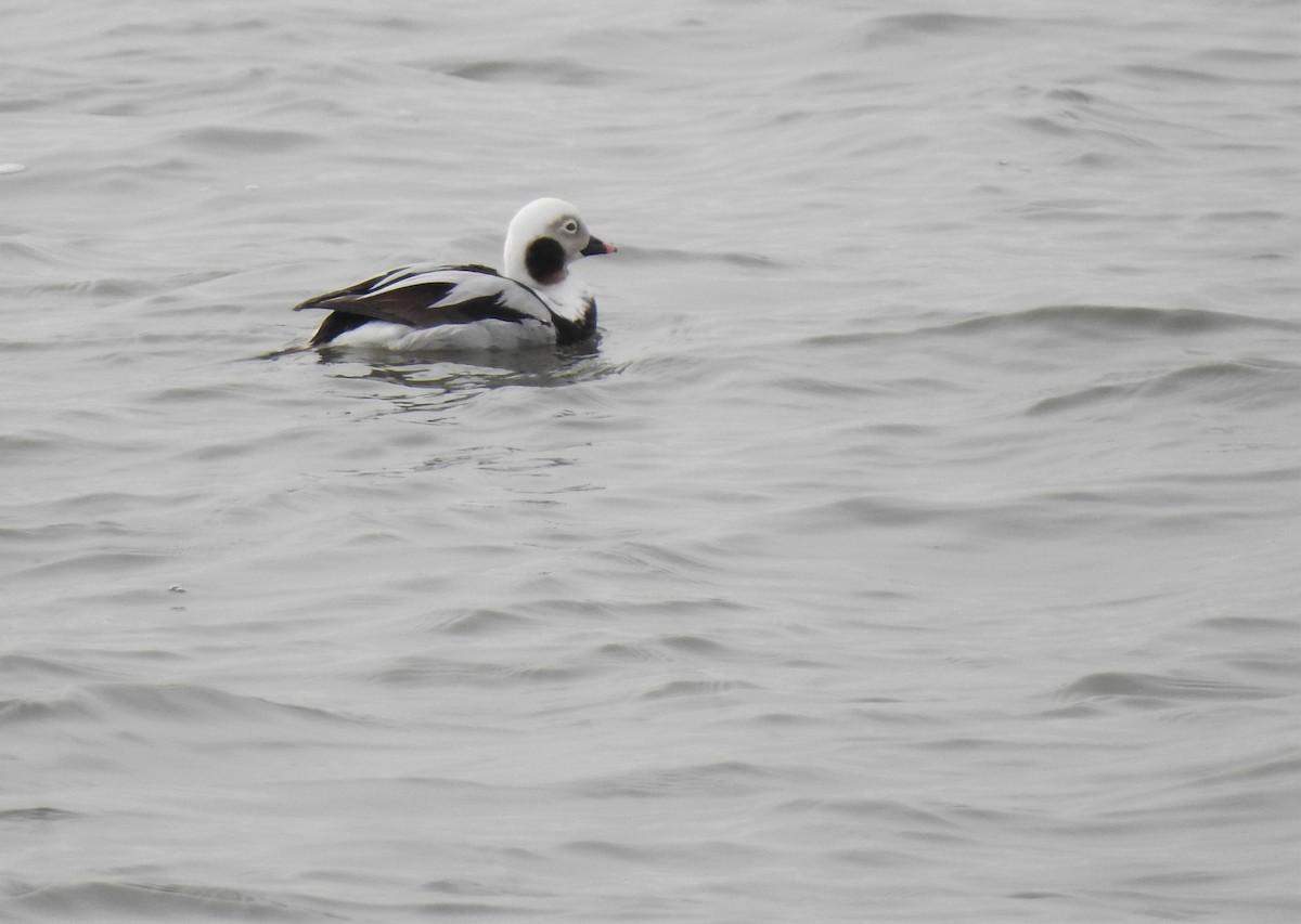 Long-tailed Duck - ML546230191
