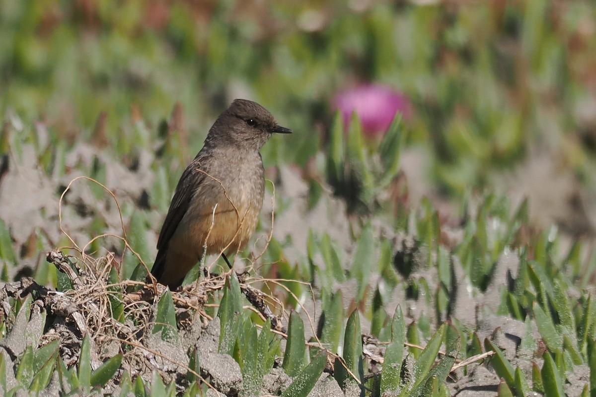 Say's Phoebe - ML546231481