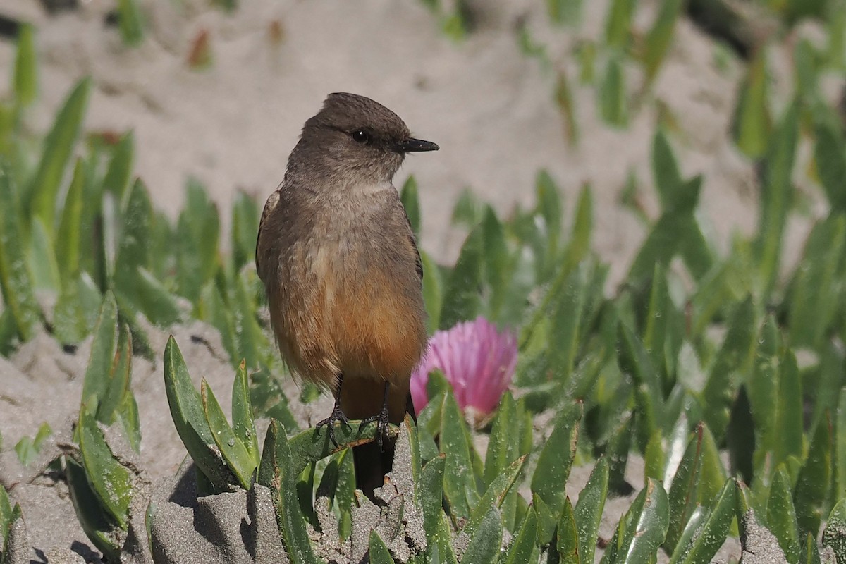 Say's Phoebe - ML546231501