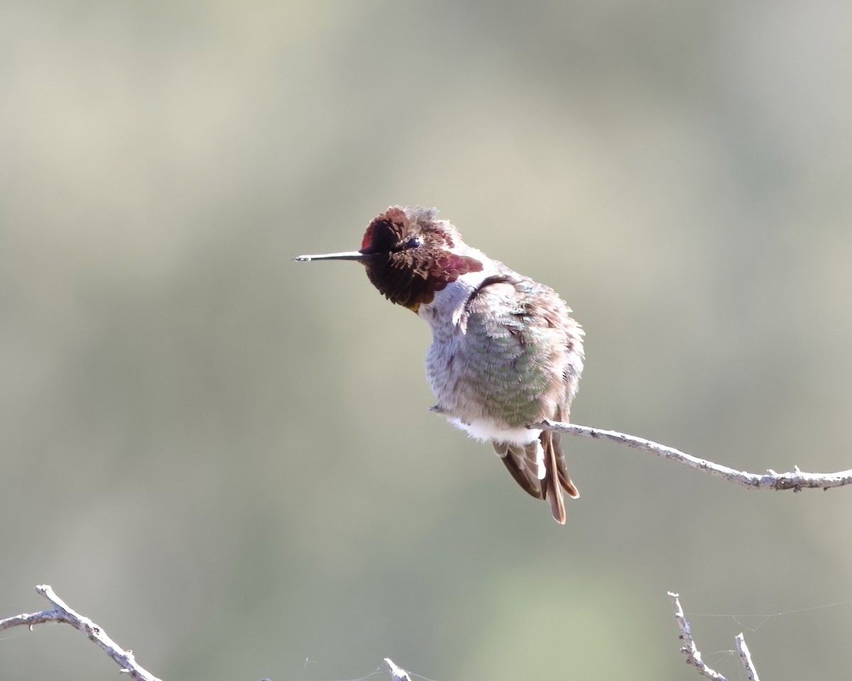 Anna's Hummingbird - ML546231721