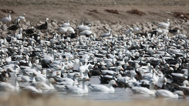 Snow Goose - ML546233871