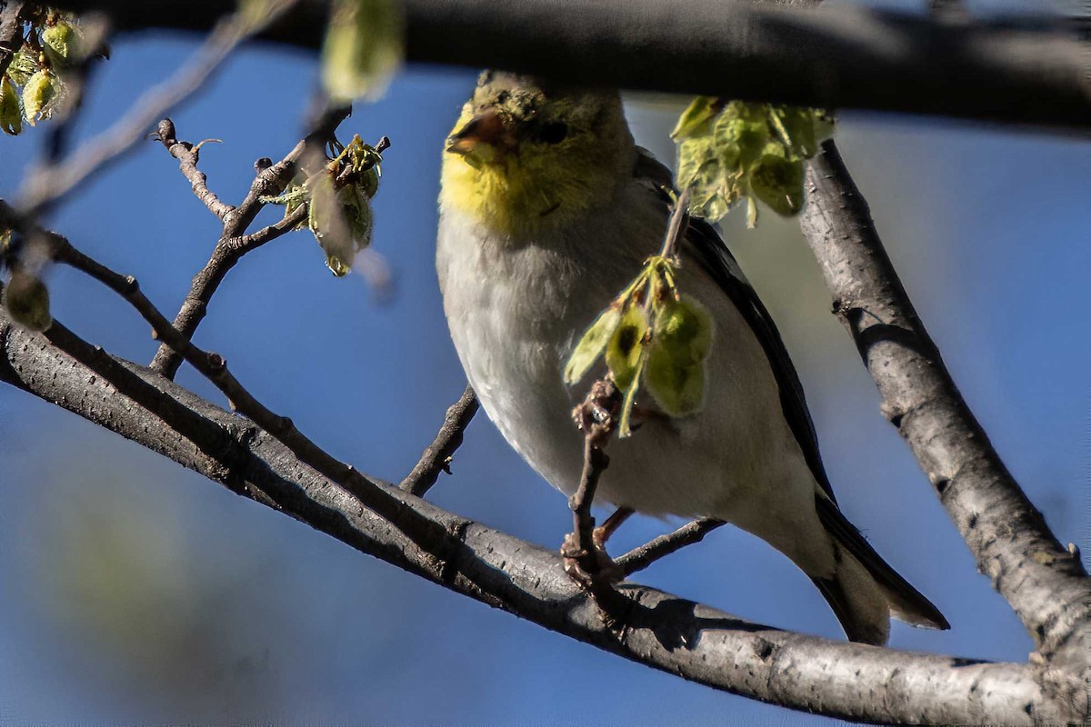 American Goldfinch - Dale Bargmann