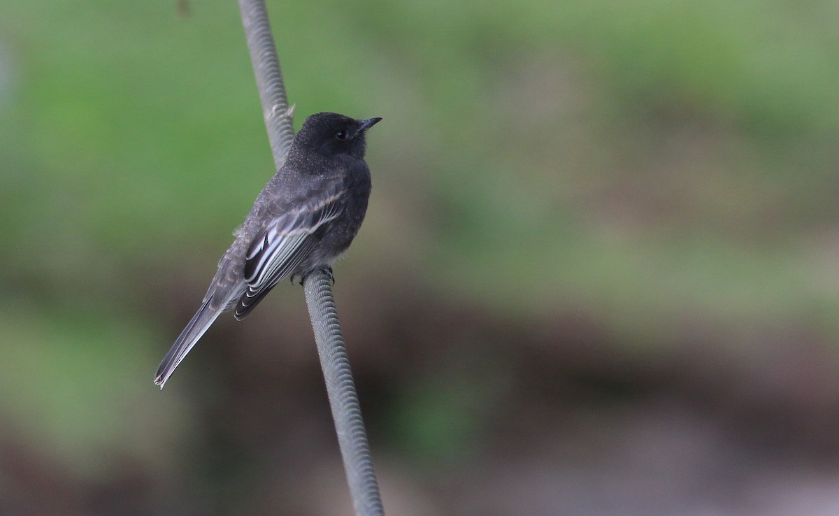 Black Phoebe - ML546235001