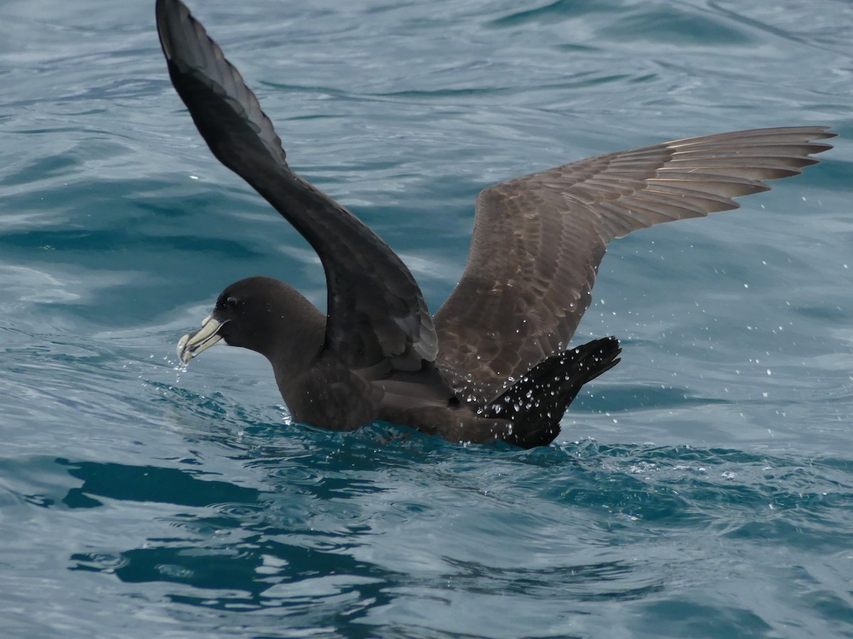 White-chinned Petrel - George Wallace
