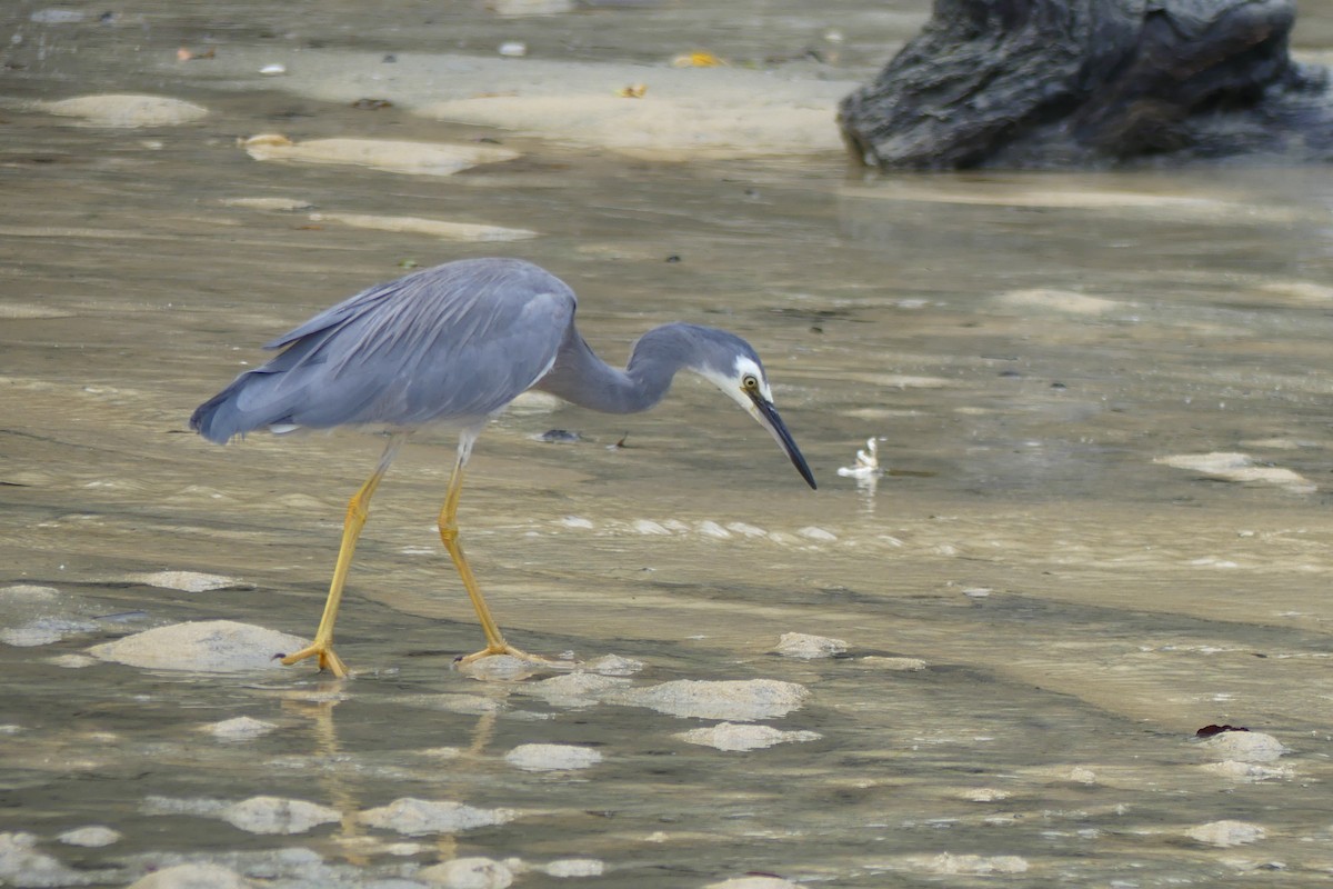 White-faced Heron - George Wallace