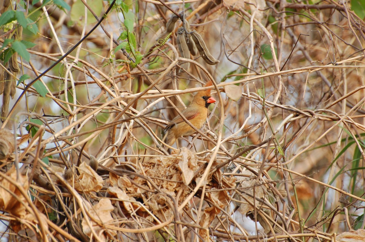 Northern Cardinal (Long-crested) - ML546238221