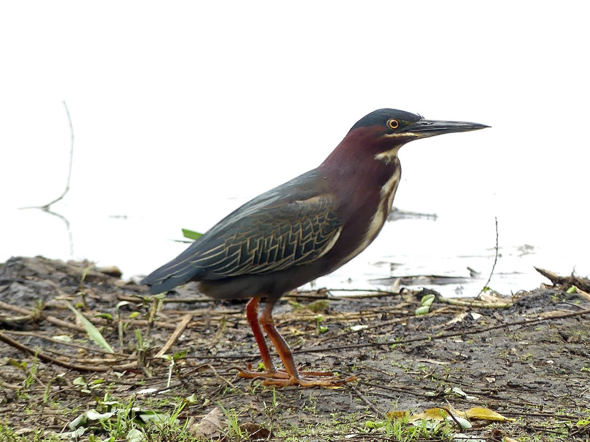 Green Heron - Charles Duncan