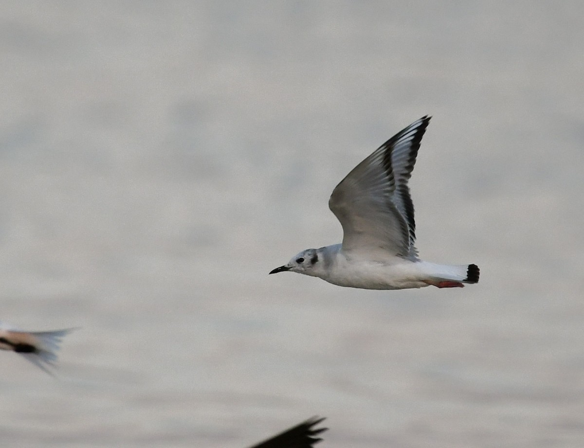 Bonaparte's Gull - ML546239371