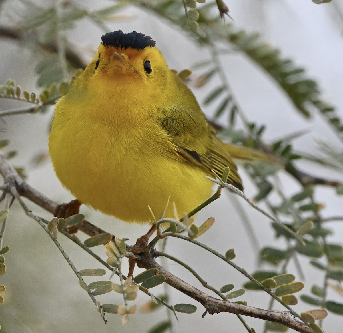 Wilson's Warbler - Thomas Oliver