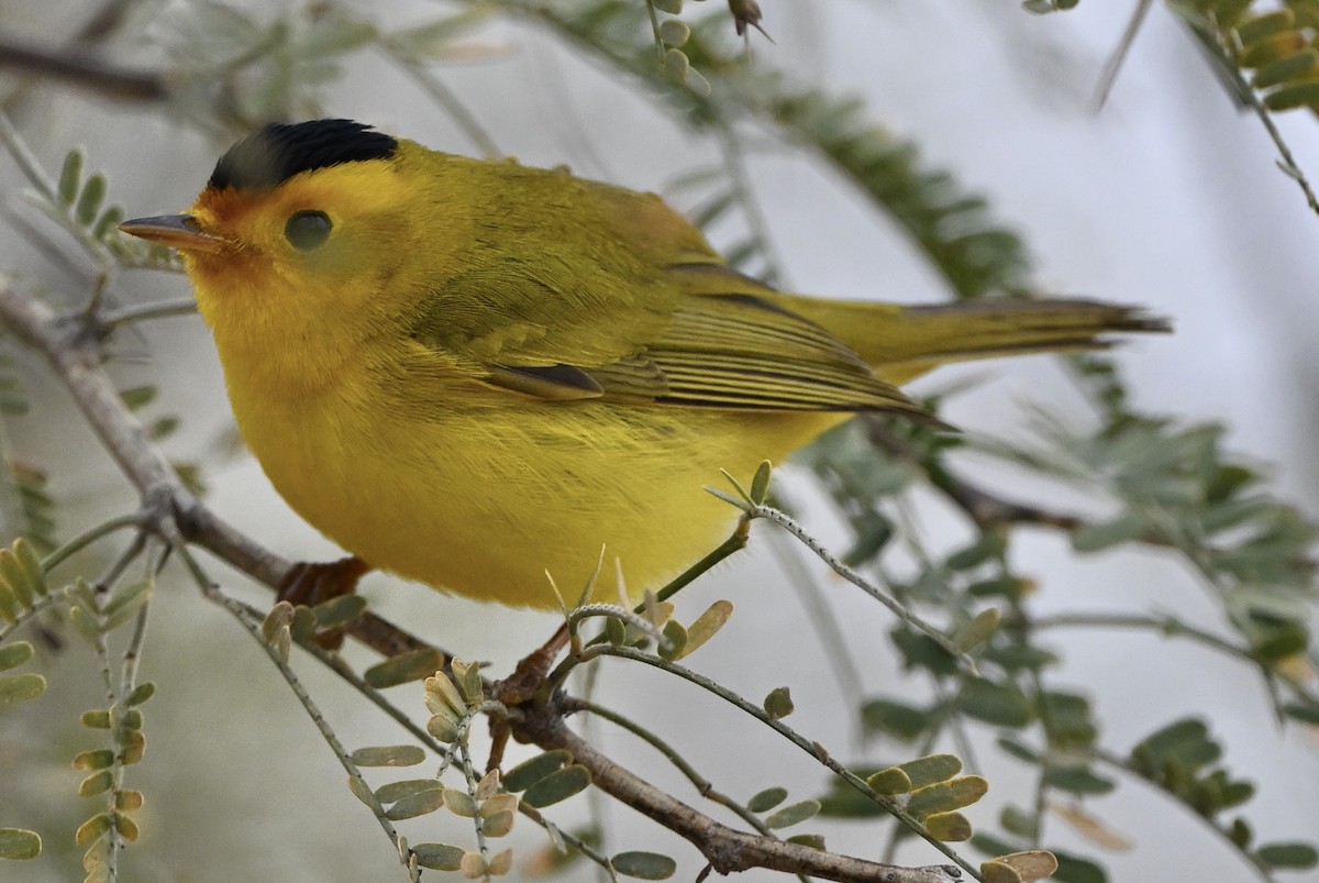 Wilson's Warbler - Thomas Oliver