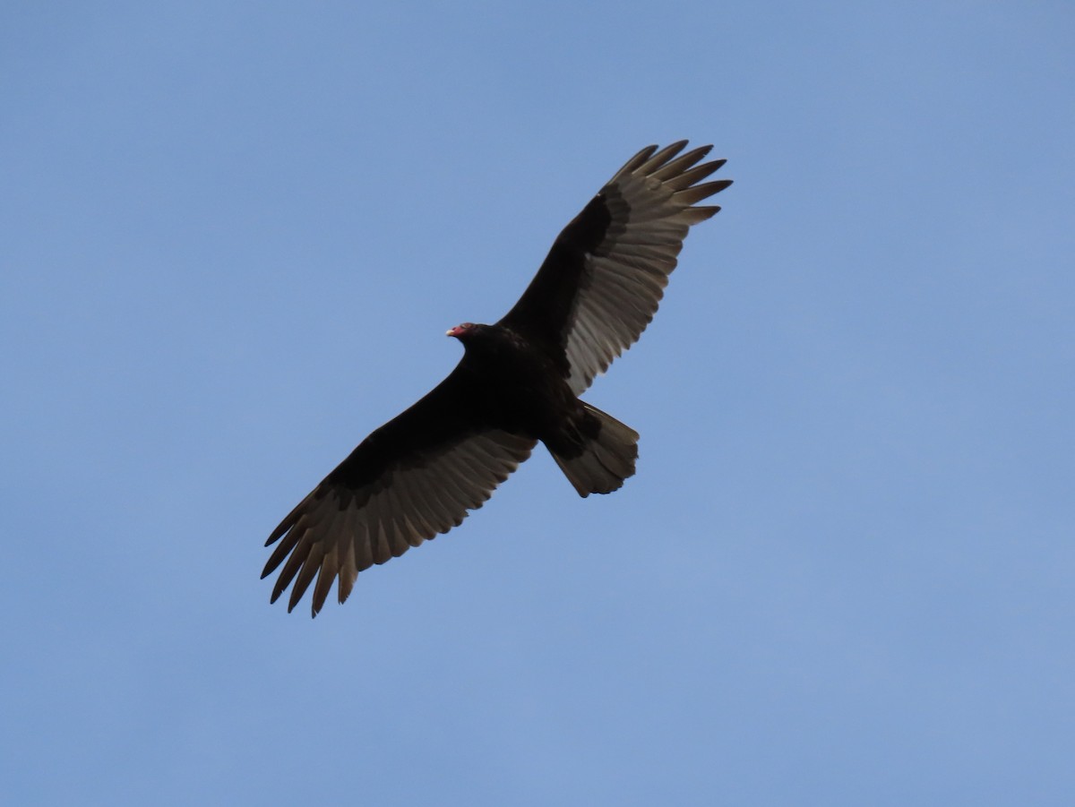 Turkey Vulture - ML546241461