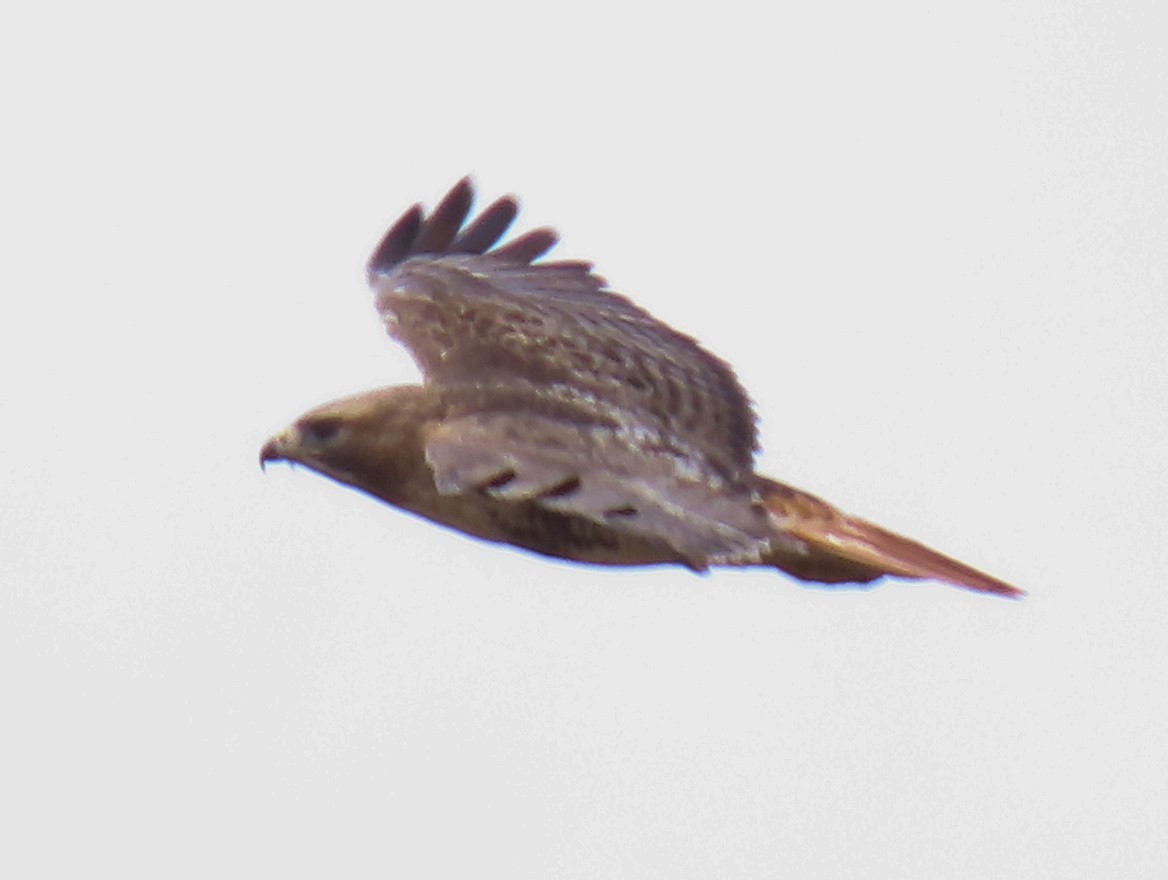 Red-tailed Hawk - ML546241571