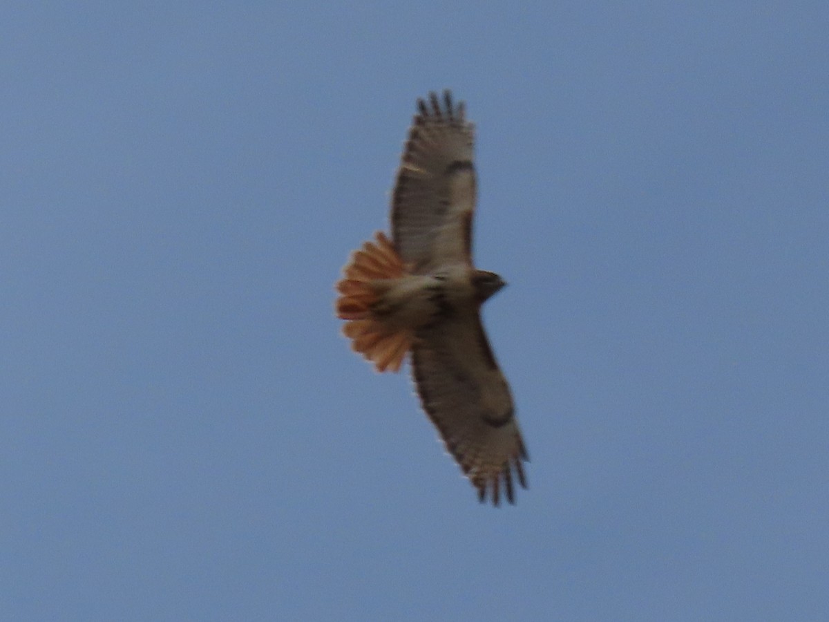 Red-tailed Hawk - ML546241581