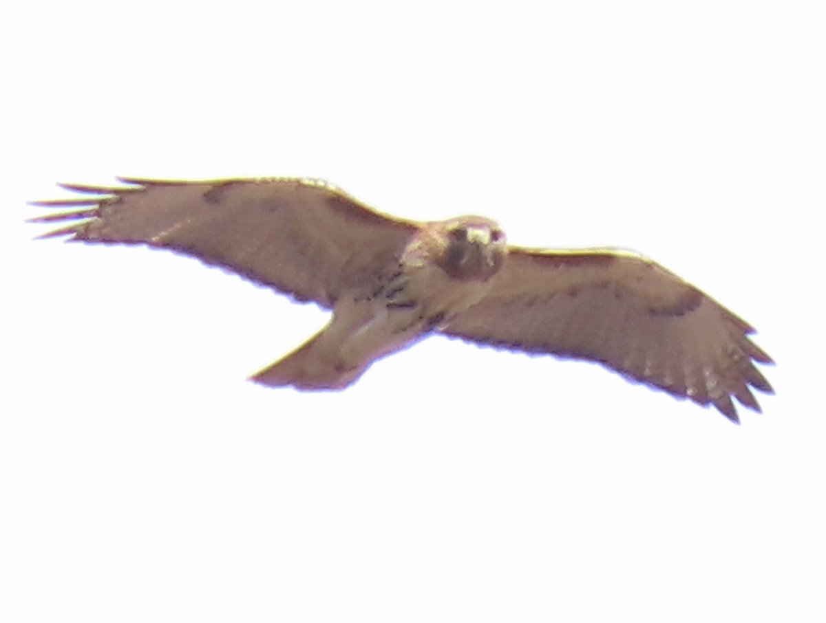 káně rudochvostá - ML546241591